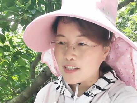 仙居杨梅快成熟了,还有30天就可以吃到了#仙居东魁杨梅 #新农人计划2023
