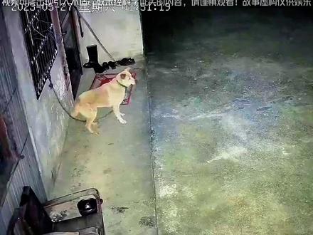 周围明明没有人,狗狗为什么会对着空气乱叫?