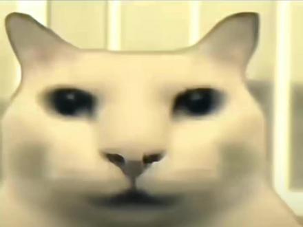 #没建模没经济小猫#干嘛猫#表情包#抽象#搞笑