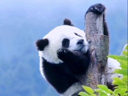 #熊猫遇上地震 为什么熊猫遇到危险喜欢上树?#国宝不愧是国宝 #四川泸定6.8级地震 #大熊猫 #这也太可爱了吧