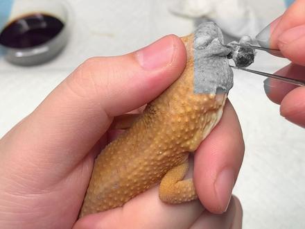 独眼龙再一次刷新病号下限 一开始我还以为眼睛无了,还以为拔出来的是....结果还在...有惊无险#爬宠 #异宠 #守宫 #豹纹守宫 #神奇动物在抖音