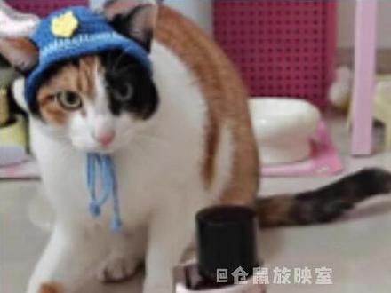 智力不详,察言观色能力极强 (cr:@超级无敌大开门 )#我和我的猫 #动物的迷惑行为 #搞笑 #哈基米 #猫