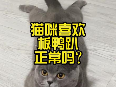猫咪喜欢板鸭趴正常吗?#猫咪板鸭趴 #猫咪过夏天 #宠物冰垫 #萌宠