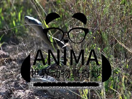 黑曼巴蛇vs眼镜王蛇,到底谁更厉害? #奇妙的动物 #爬宠 #动物 #野生动物