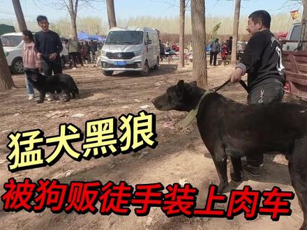 比成年人还要大的黑狼,在狗贩手里毫无缚鸡之力,被徒手装进肉车