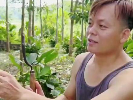 #我的乡村生活 这是海南岛的热带地区,只有热带地区才能种出橡胶树,橡胶树的液汁是用来做汽车轮胎的#山卡卡的农村人