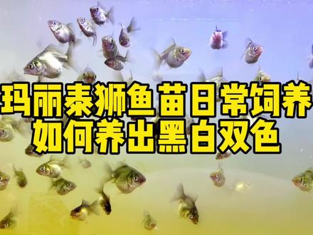 玛丽泰狮鱼苗日常饲养,如何养出黑白两色玛丽?#泰狮 #金鱼 #泰狮金鱼 #养鱼日记 #玛丽泰狮鱼苗 #玛丽泰狮鱼苗变色 #养鱼人 #潘氏兰寿 #创作灵感 #热门