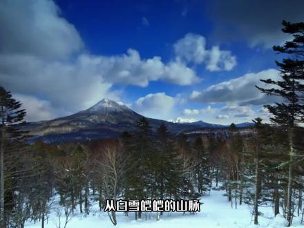 高分纪录片!神秘的日本,6800多个岛屿藏着多少令人惊叹的生物! #野生动物 #每一帧都是热爱 #生态环境