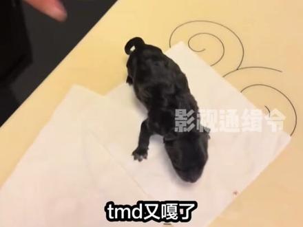 阎王:怎么我的小狗一闪一闪的 #道德和笑点在打架 #万万没想到 #搞笑 #过敏