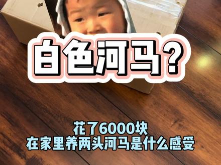 也不知道它俩到底凶不凶猛😂…#迷你小河马