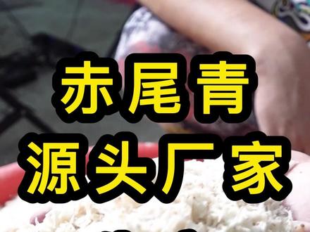 赤尾青的制作过程来了#赤尾青 #名人堂渔具