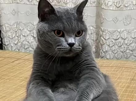 高度解析拔罐猫背后到底隐藏什么秘密?