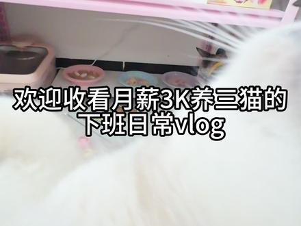 #vlog #萌宠出道计划 #vlog十亿流量扶持计划 #科学养宠攻略 #新手养猫