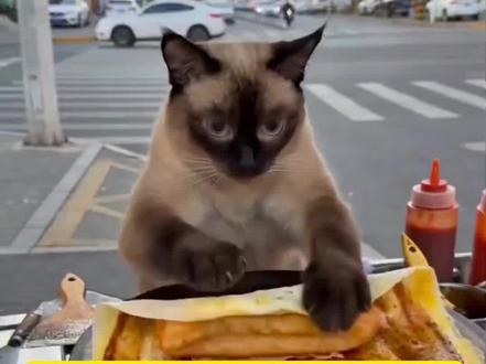 猫咪摊煎饼ai教程来,还有指令分享~ 猫咪摊煎饼ai口令,猫咪摊煎饼教程,猫咪摊煎饼视频,猫做煎饼视频的教程,ai煎饼果子,ai萌宠卖煎饼,猫咪摊煎饼ai怎么制作,布偶猫煎饼果子,猫咪摊煎饼动态,猫咪摊煎饼趣图,ai宠物卖煎饼,ai早餐摊的煎饼制作,小猫摊煎饼,煎饼果子,煎饼果子猫咪,猫咪摊煎饼,ai街头早餐摊的煎饼,我的刀盾做煎饼,ai街边小吃,AI街头美食#ai街头煎饼摊 ai煎饼制作教程,小猫做煎饼日常,小猫做煎饼趣事,小猫做煎饼掉毛,小猫做煎饼完整,小猫做煎饼视频,小猫做煎饼过程,小猫做煎饼表演,宠物煎饼,我的煎饼摊, ai早餐摊的煎饼制作,煎饼果子来一套#ai街头煎饼果子 猫咪做煎饼后续,陪主人出摊的猫,大肥猫,ai猫咪短视频#猫咪摊煎饼ai 陪主人摆摊的小猫,煎饼高手,摊煎饼,煎饼果子猫拿东西会给什么,煎饼果子猫咪素材,煎饼果子猫咪视频原版,ai猫咪做煎饼果子,橘猫还是那个橘猫,美食分享,萌宠出道计划,路边摊,小猫摊煎饼,煎饼果子#AI分身戏精大赛 #我的AI分身杀疯了