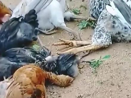 同鸡不同命,快来救救这些小可爱吧! #鸡 #小鸡 #动物科普