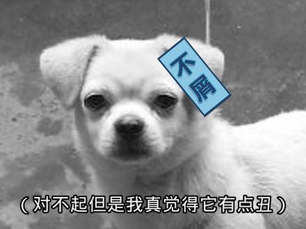 童年那只永远养不大的小狗【狗狗养成大作战/养宠物狗狗】