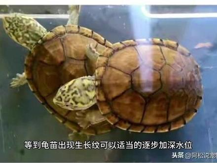 墨西哥虎纹泥龟简介(图片素材由网络提供)#虎纹泥龟 #蛋龟 #宠物