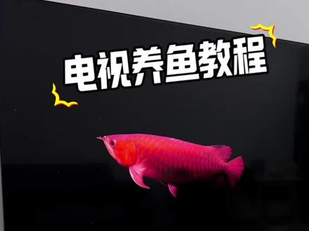 伏脂辌辍木牛流洞座
电视鱼缸教程来啦#电子鱼缸#养鱼#电视养鱼教程#电视屏保#观赏鱼
