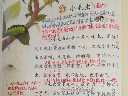 #真实生活分享计划 二年级语文下册《小毛虫》视频讲解完整版。成人课堂。春季新教材,改版后最新版。#小学语文课本 #种草激励计划 #小学课堂笔记#小学练习册