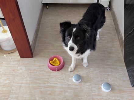 小狗:有些按钮碰过一次就已足够 #宝贝年味企划 #万物可爱计划 #新春萌宠才艺大赏 #边牧西卡