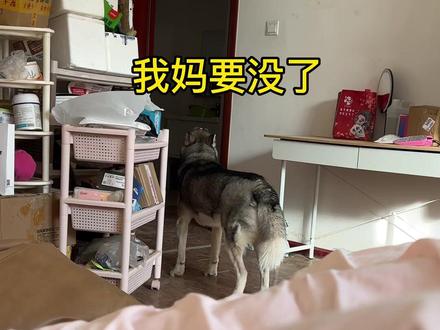 哈士猪:妈妈一路走好@妮可小姐姐