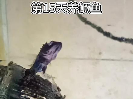 #养鱼经验分享 #鳜鱼蒙眼 #养鳜鱼 挑战养鳜鱼100天,今天鳜鱼得了蒙眼病,已换30%的水又加海盐了,过几天应该能好。