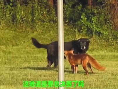 狐狸硬钢大黑狗 想吃狗腿肉 狐狸能如愿以偿吗 #狐狸 #大黑狗 #神奇动物在抖音 #动物解说