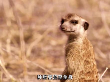 被毒死咬伤的猫鼬,不仅没嘎,还越战越勇 #万物可爱计划 #动物科普#动物解说#宝贝年味企划 #猫鼬