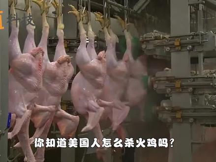 美国人是怎么杀火鸡的?全自动机械化,怪不得那么爱吃火鸡肉