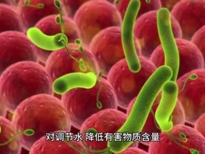 小球藻种源的使用方法及注意事项,快来看看吧。点赞加收藏,你们的点赞就是我更新的动力#每天跟我涨知识 #水产养殖技术 #普及知识 #科普一下 #生活常识