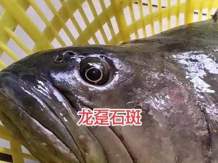30斤的养殖龙趸要28一斤了。