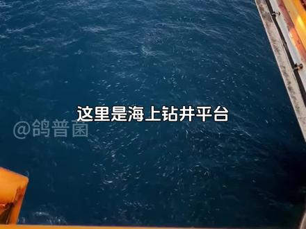 海洋钻井平台上扔食物,能引来很多鱼 #科普知识 #解压视频