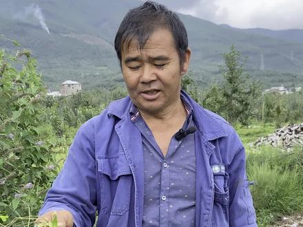 隔山撬 别名白首乌 #草药科普