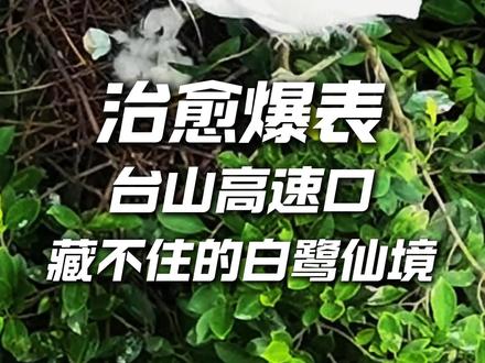 台山南北高速收费站旁,六千多只白鹭在此安家!#台山 #白鹭 #生态环境 #航拍最美家乡