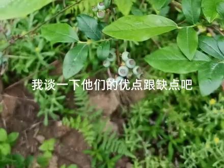 蓝莓常见品种对比,喜欢种水果种蓝莓的可以了解一下