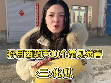 葫芦化瓜,生理性和病理性要做好区分,关键鉴别点在霉层,生理性化瓜占主导。#籽用西葫芦 #农业科普 #金丰农业