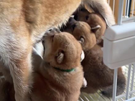 把银豆留在家里带娃,带金豆出门办事 #养狗人的乐趣#柴犬#柴犬宝宝#真实生活记录 @老雷和金豆银豆(小号)