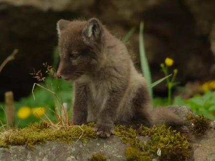 北极狐幼崽成长之旅 #动物世界 #北极狐 #幼崽#自然传奇 #生存法则