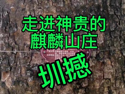 走进神贵的麒麟山庄,圳撼!