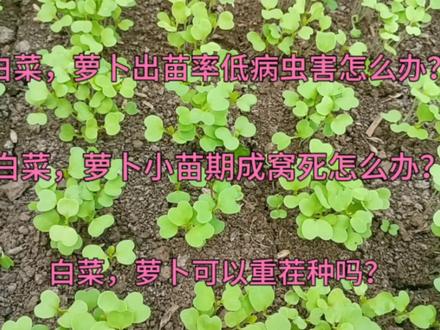 白菜,萝卜出苗率低病虫害咋办?为啥小苗期成窝死?可以重茬种吗#蔬菜种植管理技术科普 #三农 #白菜种植技巧 #萝卜种植技巧 #抖音助农