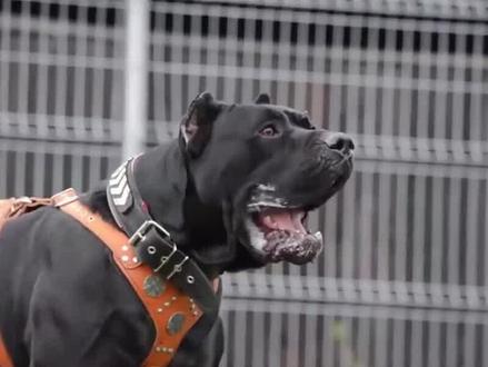 北美大灰狼是不是犬科之王?把狼和比特犬关在一起,谁能活下来? #动物 #比特犬 #北美灰狼