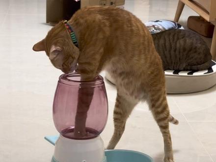 大咪:狗东西,你也有今天! #大咪和小咪的日常