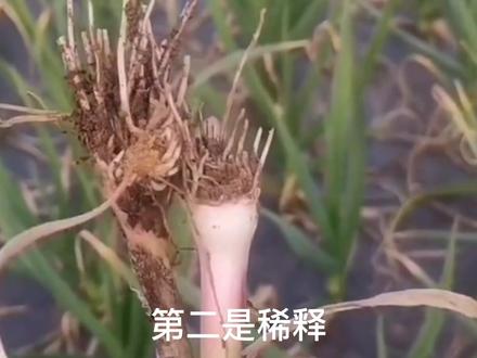 用尿泡大蒜,长的又大又好,尿液的成份是什么?咱来看一下