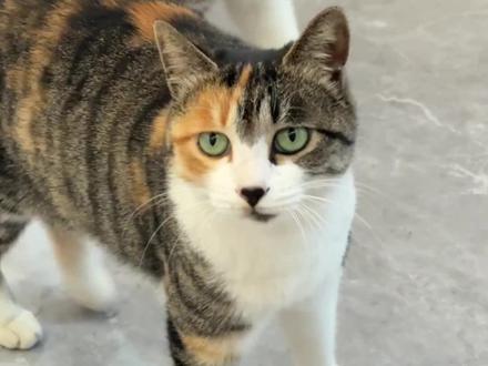 开心和不开心,都写在脸上了!#猫咪