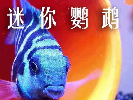 迷你鹦鹉鱼会吃幼鱼吗?#养鱼日记 #观赏鱼 #水族