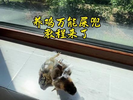 养鸡万能屎兜子来了😂#养鸡小妙招 #小鸡