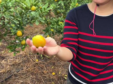 一场雨让果园大果全爆了,三年辛苦化为乌有,云姐忍不住大哭起来
