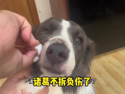 诸葛不拆千算万算没算出自己也有今天!#边牧 #傻狗的日常 #萌宠出道计划 #狗狗