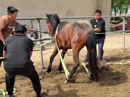 阉割公马主要有以下几个原因:
- 便于管理:阉割后的公马雄性激素水平下降,性格会变得更加温顺、安静,减少了因发情而产生的暴躁、攻击性和不安等行为,使马匹更容易被控制和训练,在群体中也能更好地与其他马匹相处,降低管理难度和风险。
- 提高运动性能:未阉割的公马在发情期会因生理冲动而分心,影响其注意力和运动表现。阉割后,公马能更专注于训练和比赛,有助于提高其在赛马、马术等运动项目中的成绩。
- 控制繁殖:在一些养殖场景中,为了有计划地进行马匹繁殖,避免公马随意交配导致血统混乱或繁殖过剩,会对部分公马进行阉割,只保留少数具有优良基因的公马用于配种。#回收骑乘大马和小矮马 #养马场