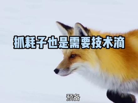 狐狸雪地抓耗子,隔壁的牦牛都愣了!#动物搞笑配音